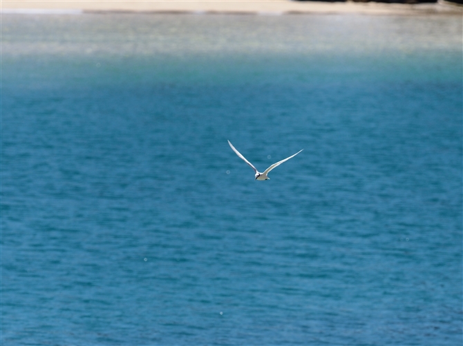 GOAWTV,Black-naped Tern